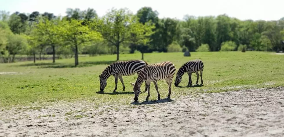 Take A Virtual Tour Of The Cape May Zoo