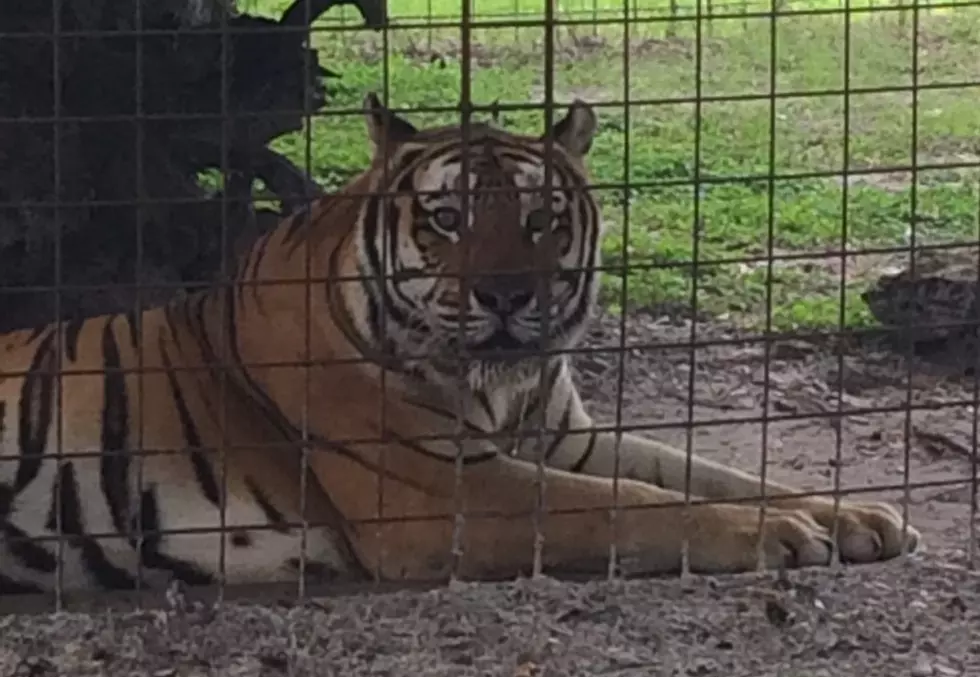 Varacchi’s Trip To Big Cat Rescue