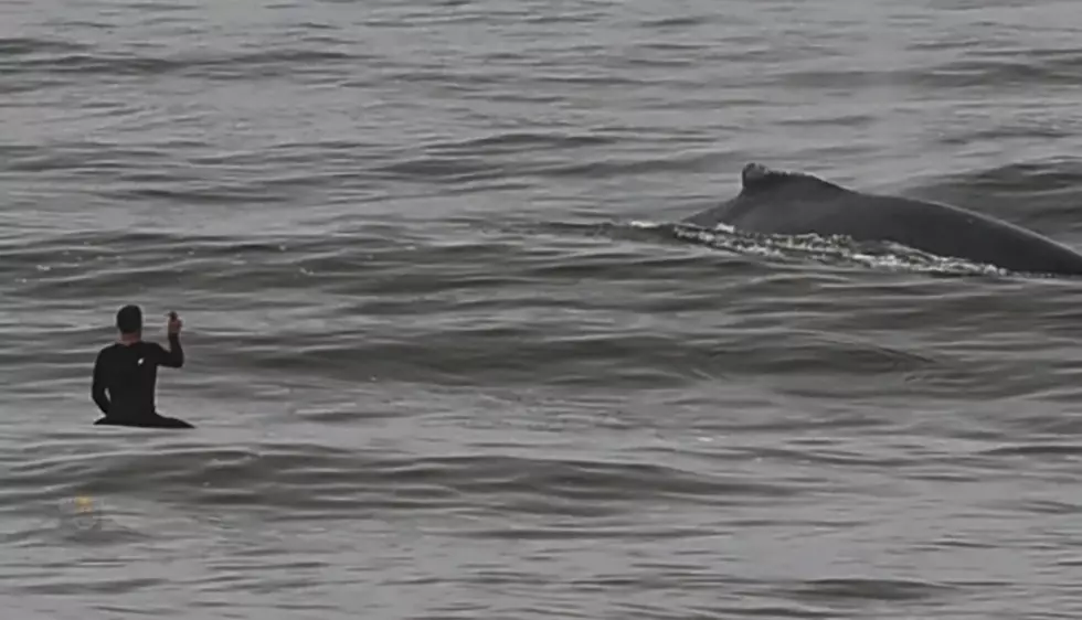 NJ Lifeguard Has Close Encounter With Humpback Whale