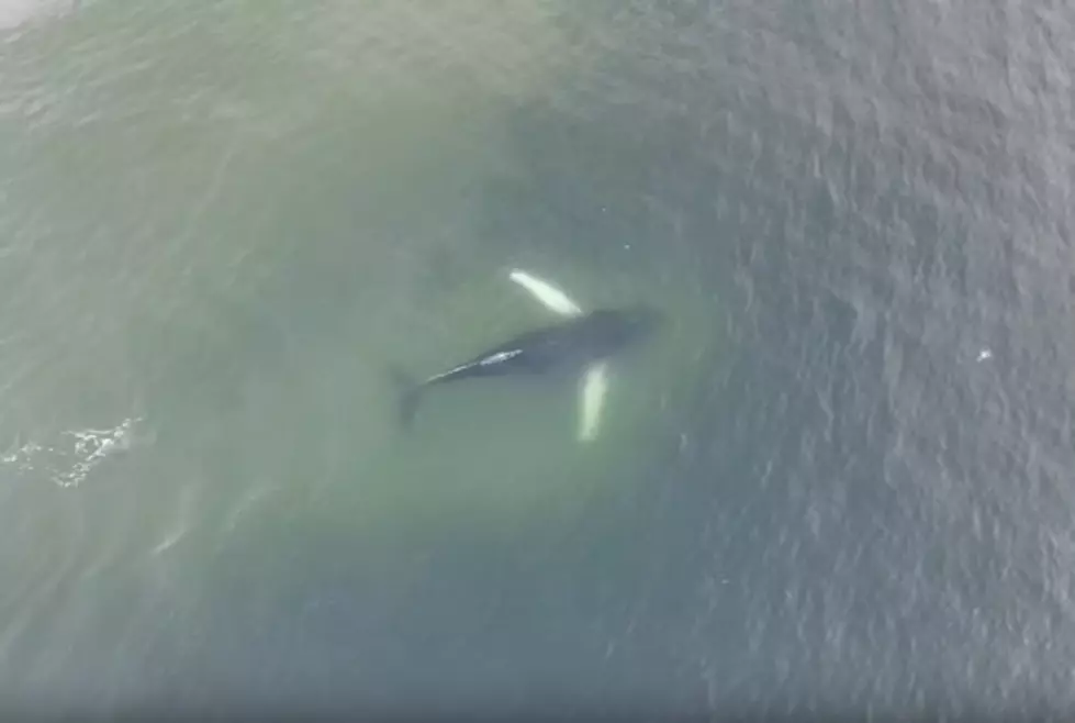 More Humpback Whales Being Spotted At The Jersey Shore