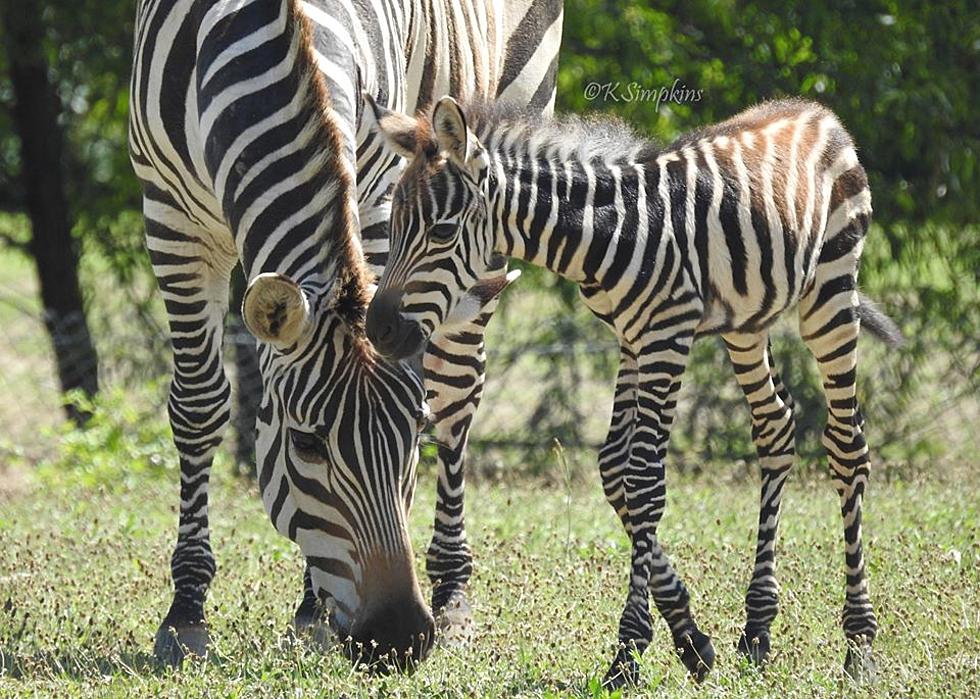 Help Name Cape May Zoo&#8217;s New Zebra