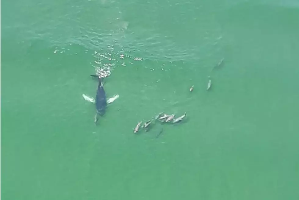 Jersey Shore Banner Pilot Takes Incredible Pic Of Whale, Dolphins