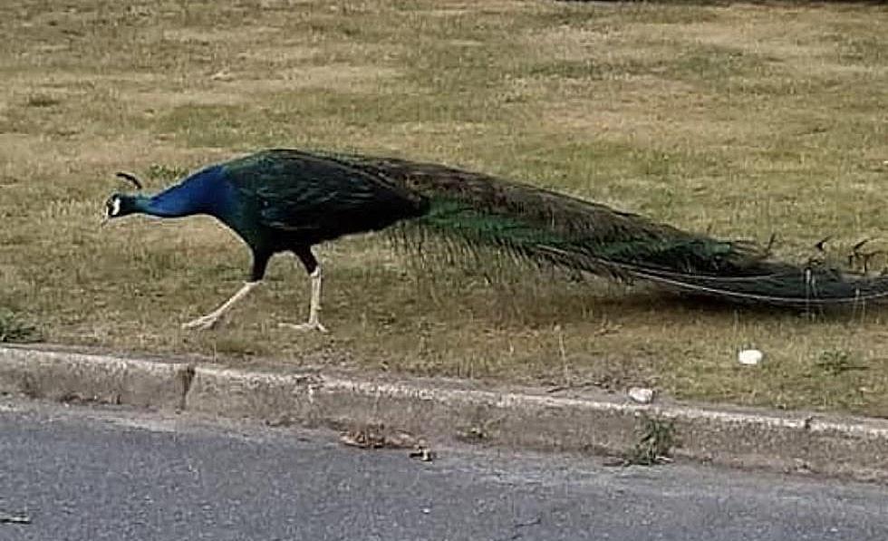 Have You Seen This Peacock In Berkeley?
