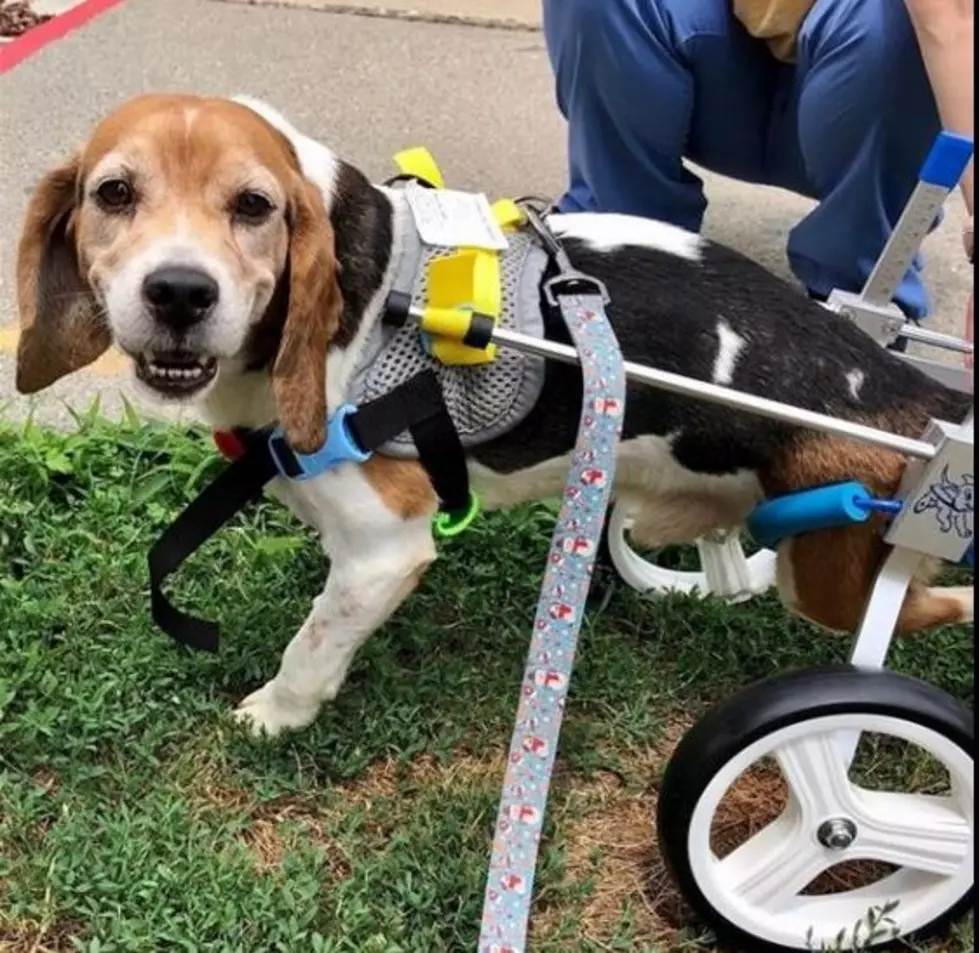 Sweet Special Needs NJ Dog Looking For His Fur-Ever Home