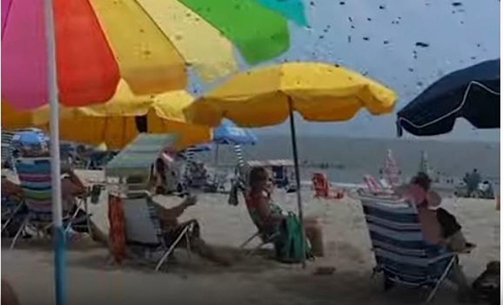Swarm of Bees Takes Over Cape May Beach