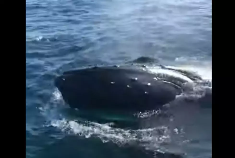 NJ Fishermen Have Close Encounter With Dolphins And Whales
