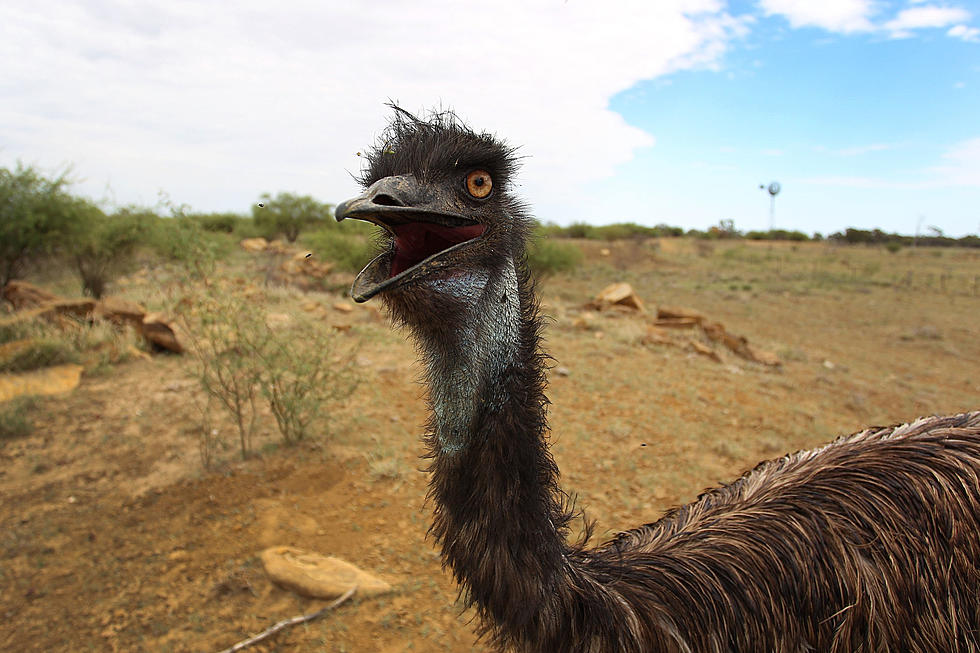 Rogue Emu Captured In North Jersey