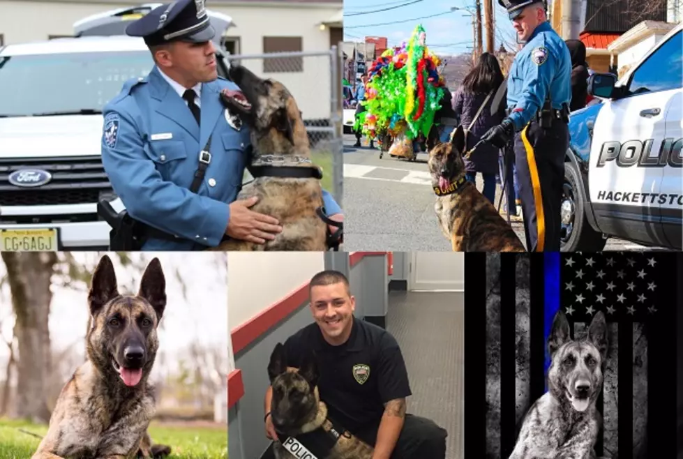 NJ K9 Dies While On Duty