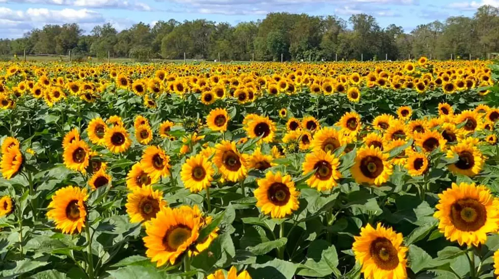 Pick Your Own Sunflowers This Fall At a Farm in Cream Ridge NJ