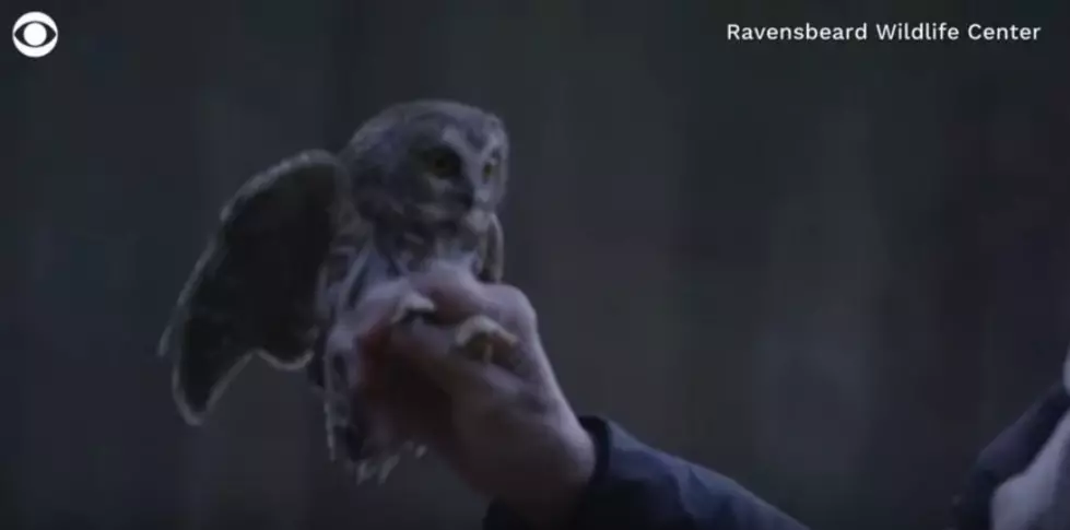 [WATCH] Rockefeller Christmas Tree Owl Released Back Into Wild