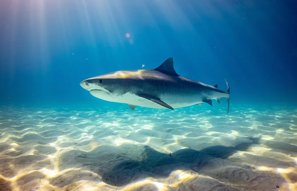 Whoa, Massive 200 Pound Shark Caught Off The Beach In Seaside Park, NJ