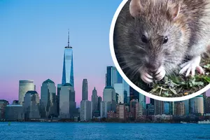 Congratulations, You May Live In The Most Rat Infested City In...