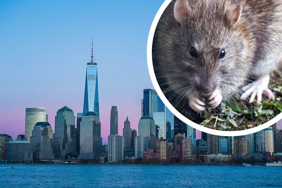 Do You Live In NJ's Most Rat Infested City?