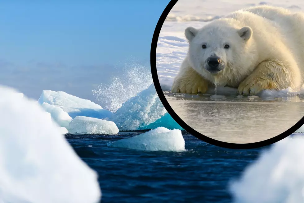 Get Cold For A Good Cause At The 2023 Polar Bear Plunge In Seaside Heights, NJ