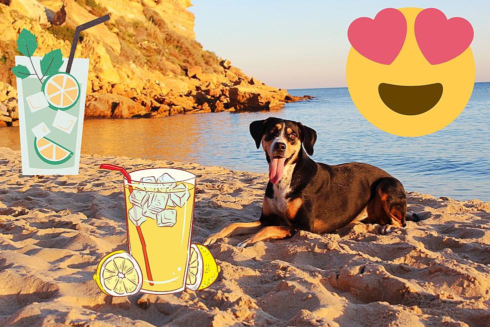 Beloved Canines And Cocktails Event Returns To This Popular NJ Beach