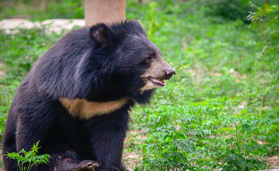 Whoa, A Black Bear Sighting Lead To This Popular New Jersey Park Closing