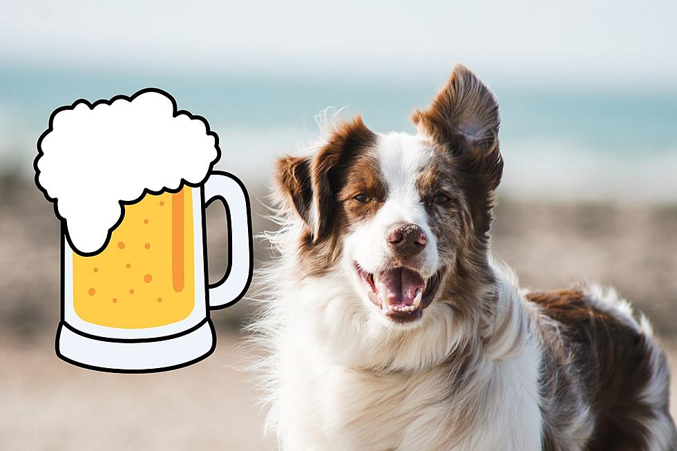 This dog friendly bar in New Jersey is perfect for summer