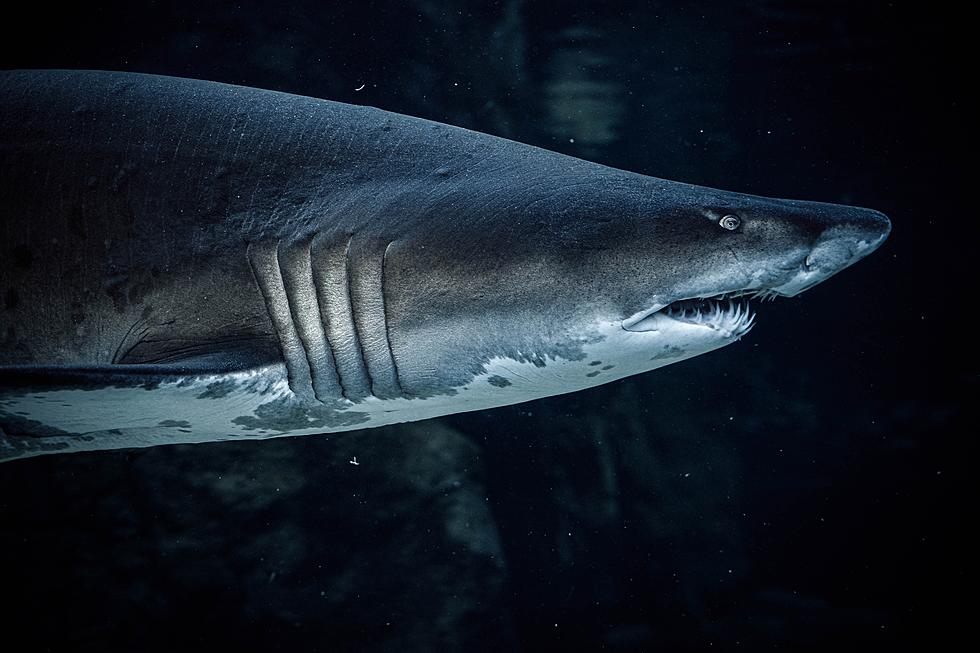Great, Does New Jersey Need To Worry About Cocaine Sharks?