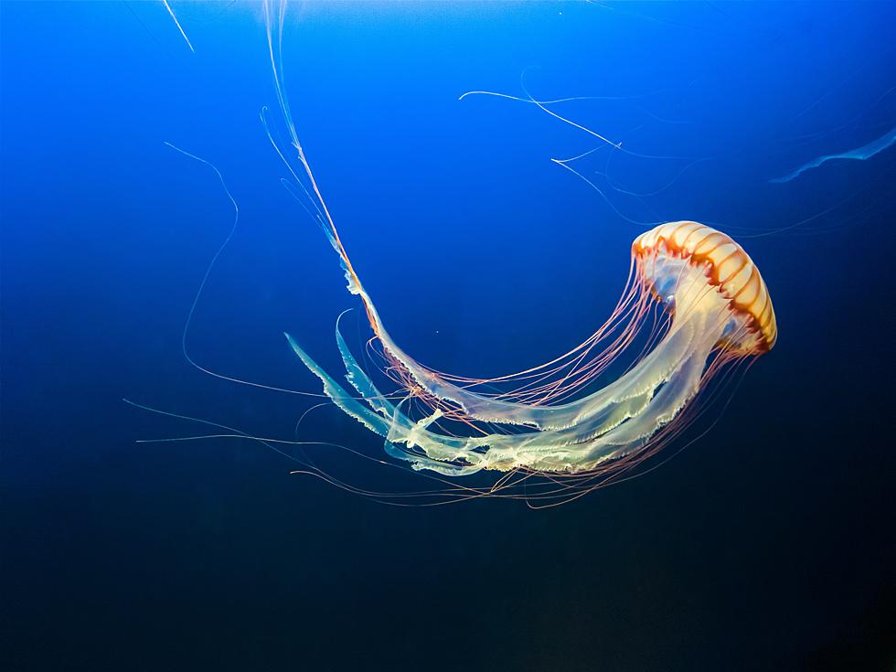 3 Easy Steps To Take If You&#8217;re Stung By A Jellyfish In New Jersey