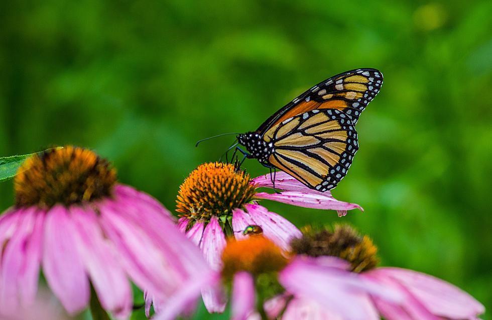 New Jersey's Newest Butterfly Garden Comes With Great Views