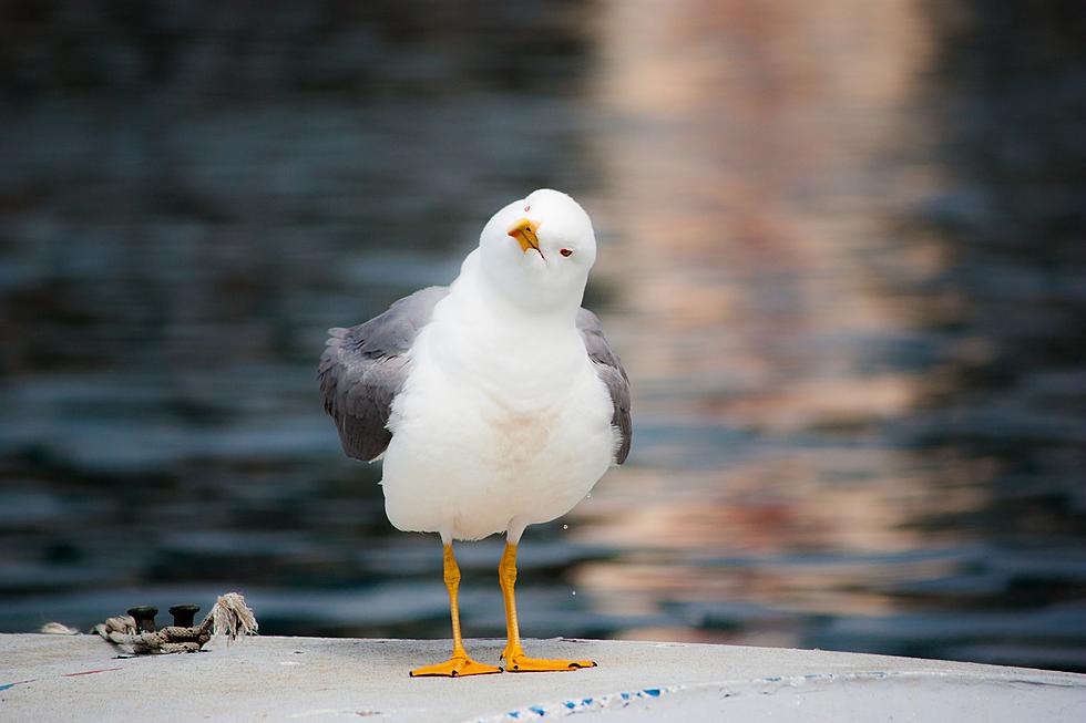This New Jersey Beach Town Is Trying To Fix Its Seagull Problem