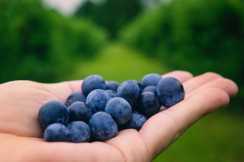 Pick Your Own Blueberries At This Amazing New Jersey Farm
