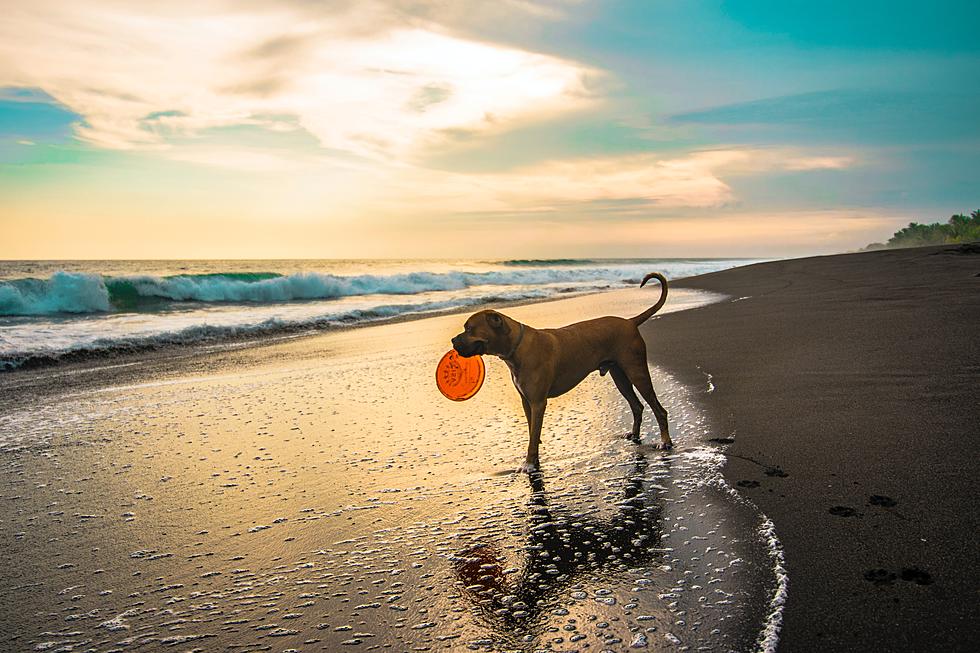 New Jersey’s Most Remote State Park Has A Dog Friendly Beach