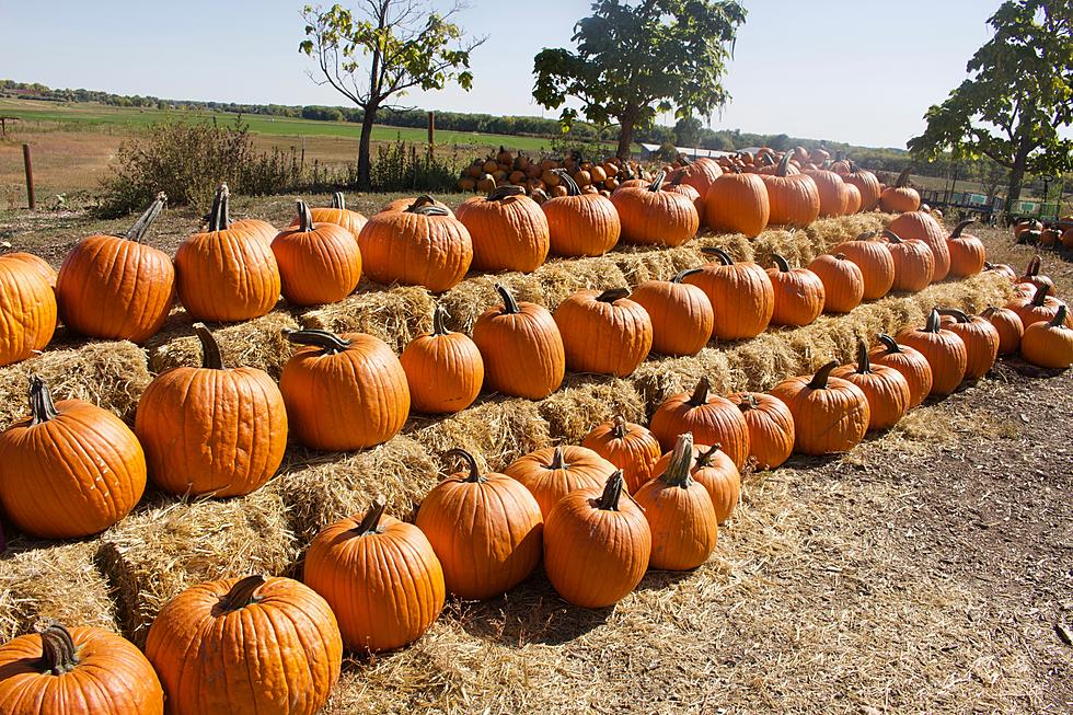 These Are The 5 Best Spots In New Jersey To Pick Pumpkins This Fall