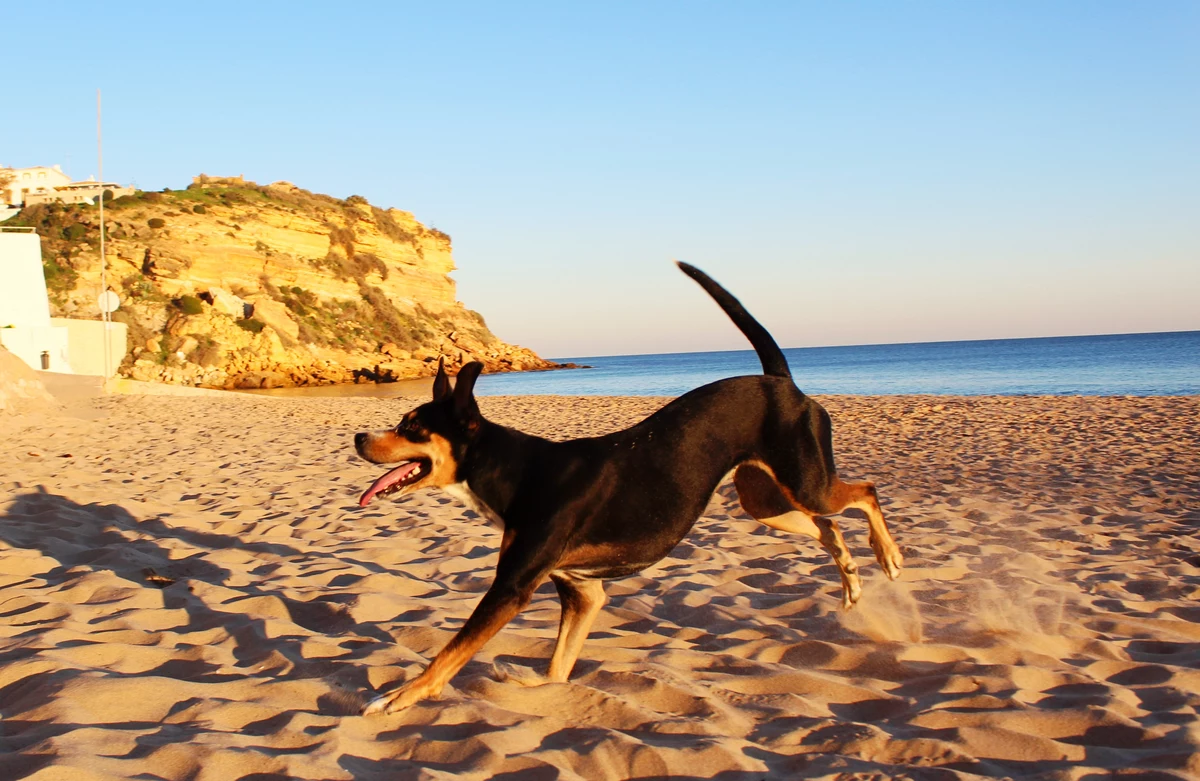 Visit These Great Dog Friendly Beaches In New Jersey