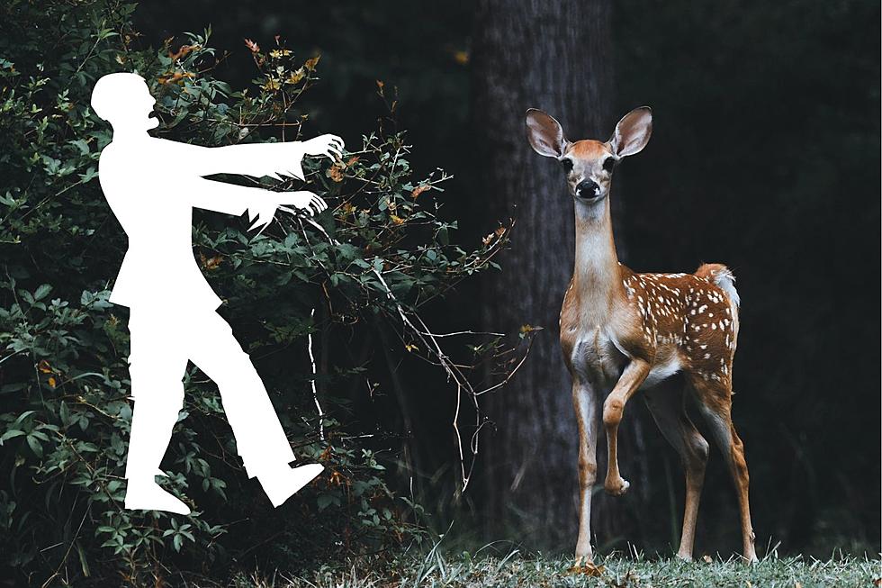 What Is Zombie Deer Disease And Should New Jersey Be Worried?