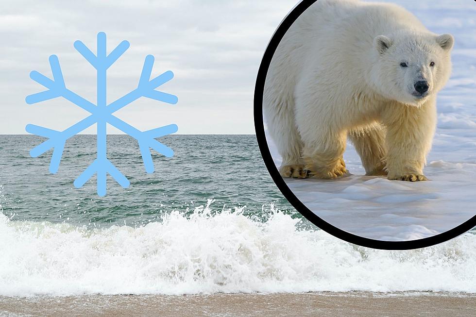 Take The Plunge In Seaside Heights, NJ With This Years Awesome Polar Bear Plunge