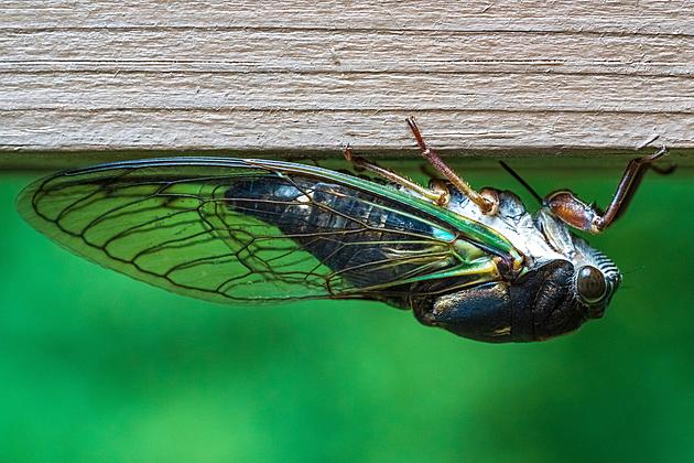 Invasive fly species continues to move northward