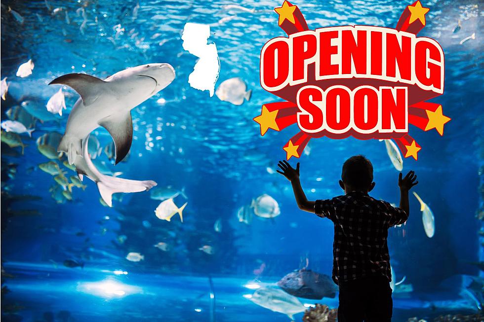 FINALLY! NJ's Beloved Atlantic City Aquarium Will Reopen