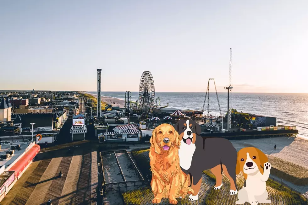 For One Day Only, Your Dog Will Be Allowed On This New Jersey Boardwalk