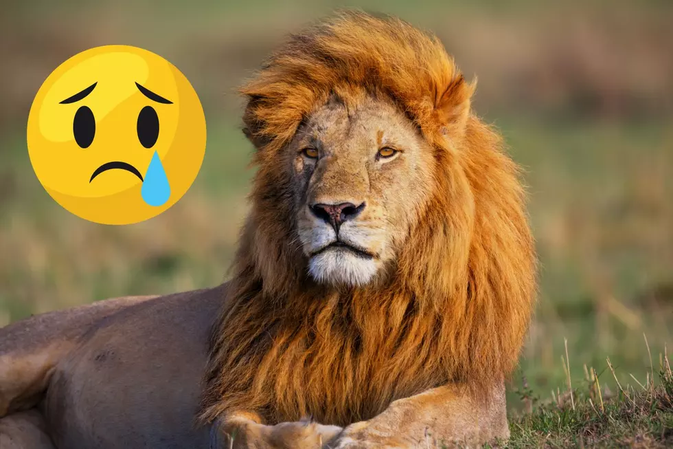New Jersey’s Popcorn Park Announced The Death Of Its Majestic Lion Simba