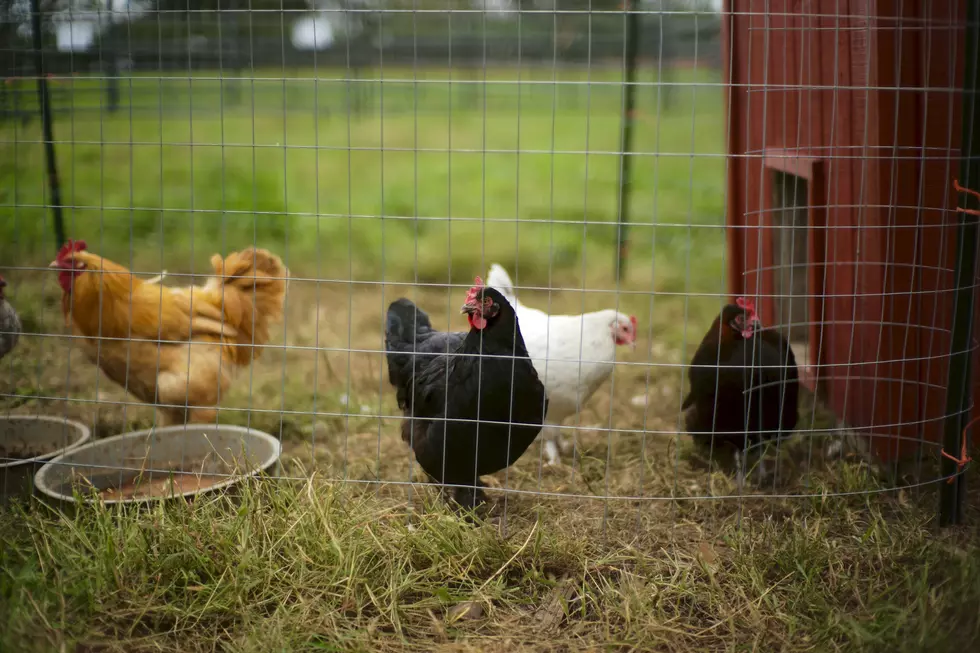 wild chickens, chicken coops new jersey