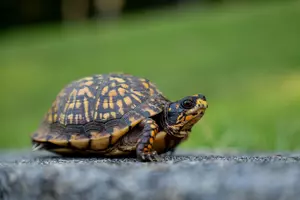 Do People Still Look For Turtles At The Shore?