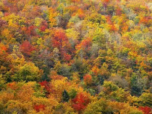 LEAF PEEPIN: When Do The Leaves Change Color In NJ?