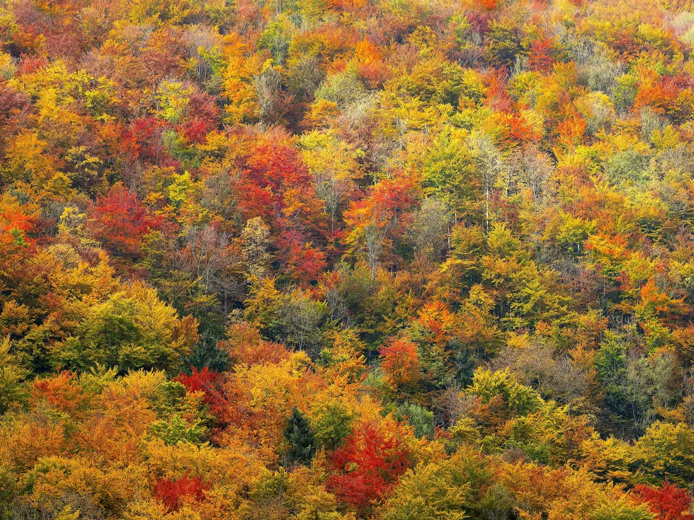 NJ Fall Foliage 2026: When Leaves Will Peak Near The Jersey Shore