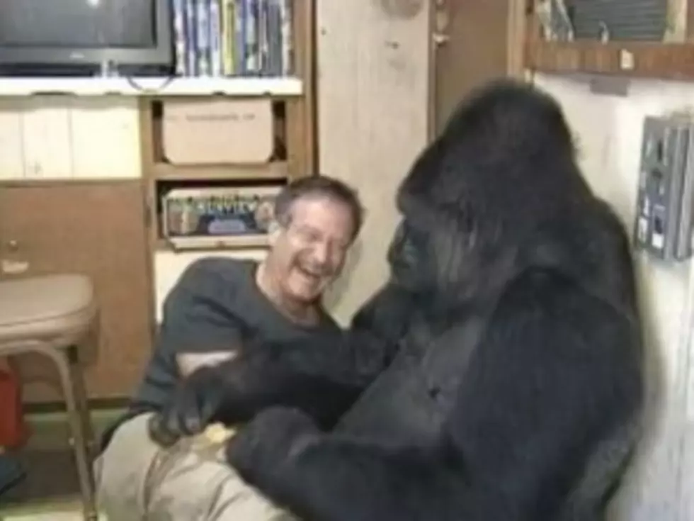 Robin Williams Has A Life-Changing Encounter With A Gorilla
