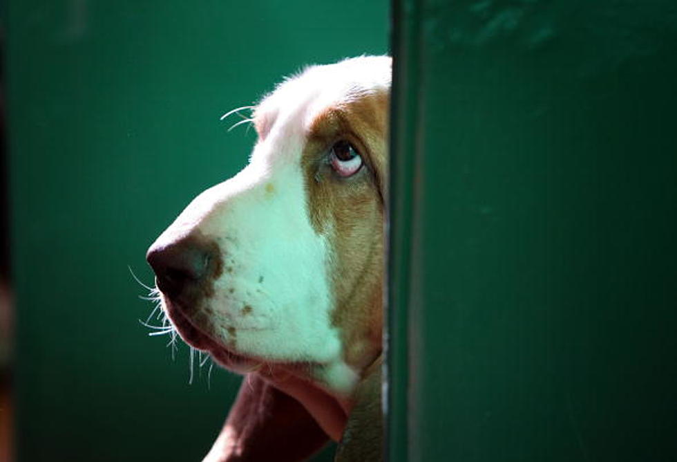 Basset Hound Eats Wedding Ring