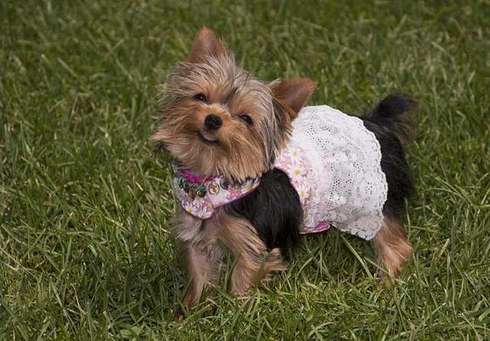 World’s Smallest Working Dog Lives In New Jersey [PHOTO, VIDEO]