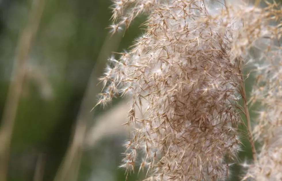 How Bad Are Allergies At The Jersey Shore? [POLL]