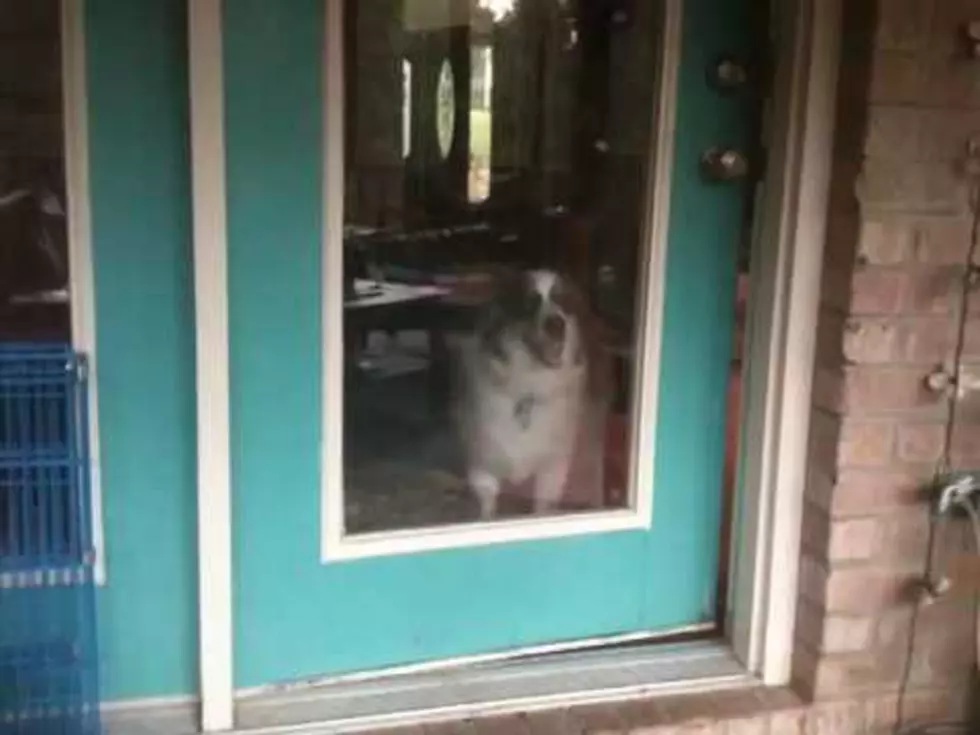 Dog Has Hilarious Reaction to Thunderstorm [VIDEO/PHOTO]