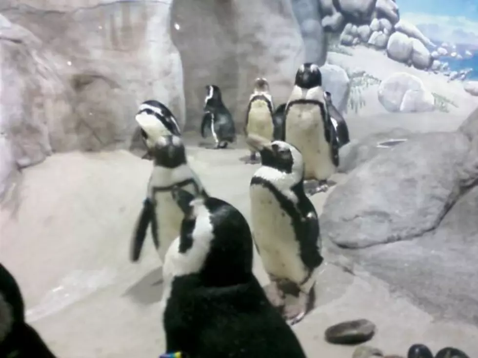 New African Penguin Exhibit At Jenkinson&#8217;s Aquarium Is Awesome