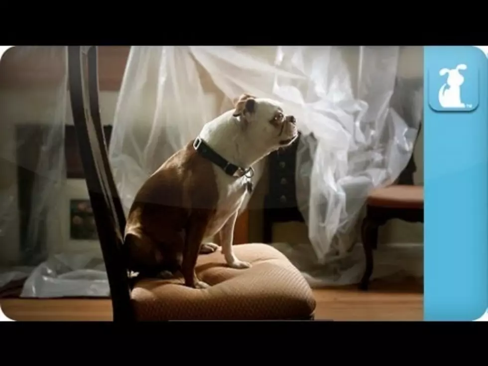 Adorable Puppy Parodies Adele With &#8220;Digging in the Deep&#8221;