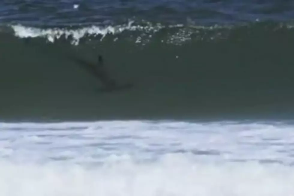 Hammerhead Shark Spotted at Island Beach [VIDEO]