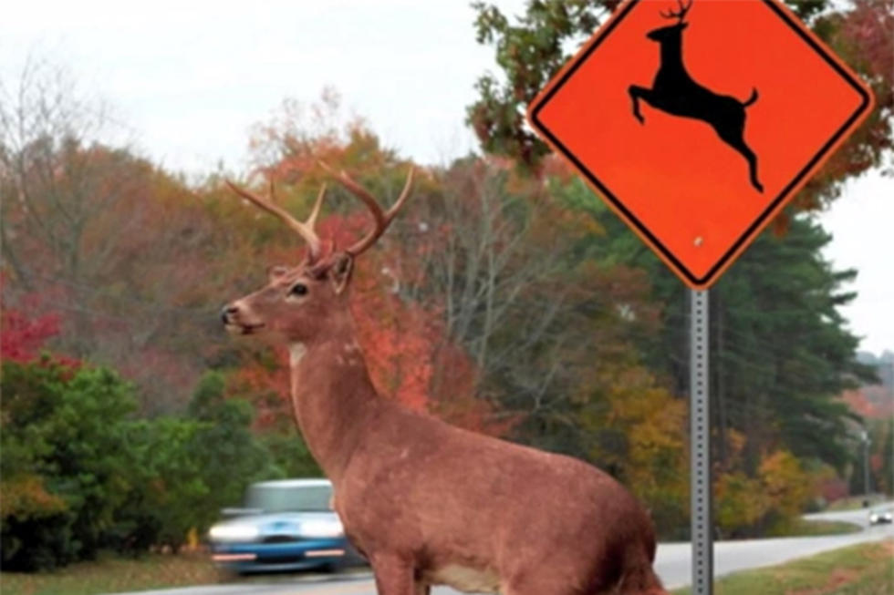Crazy Listener Thinks Deer Follow the Crossing Signs [AUDIO/VIDEO]