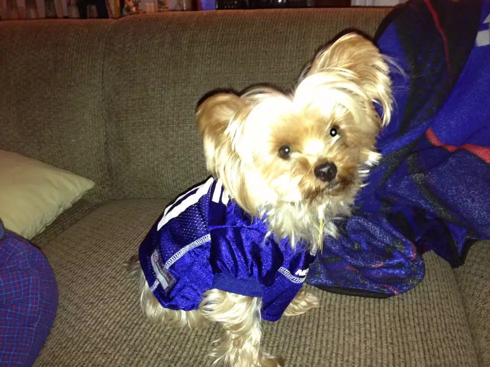 My Dog Helped The Giants Win…Really!