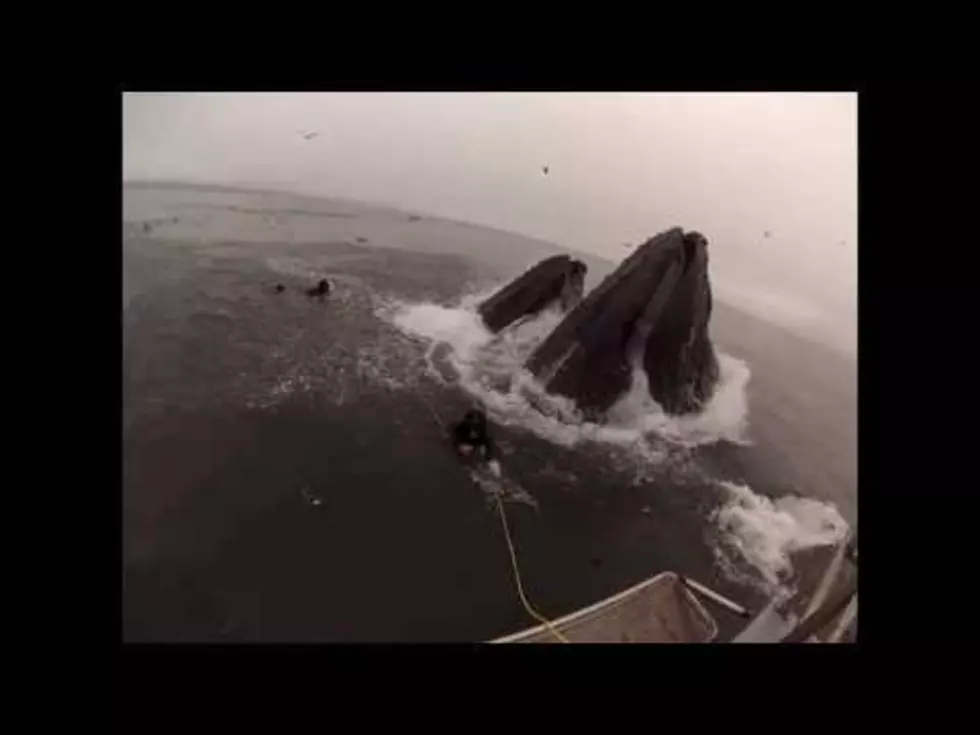 Amazing Video of Divers Almost Eaten by Whales